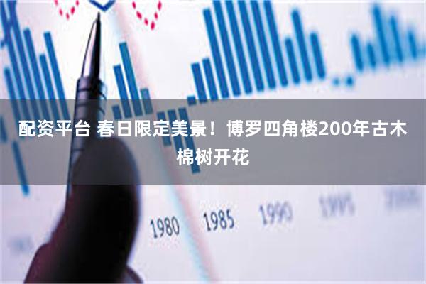 配资平台 春日限定美景！博罗四角楼200年古木棉树开花